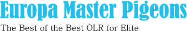 MyBestPigeon 